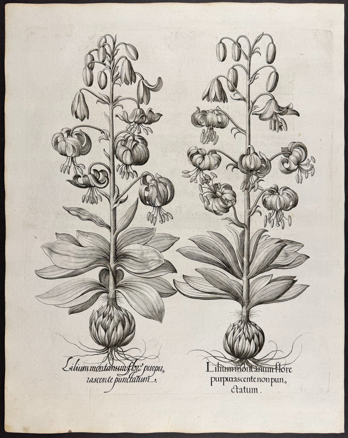 Mountain Lily / Martagon Lily [Lilium montanum]; Mountain Lily / Martagon Lily [Lilium montanum]