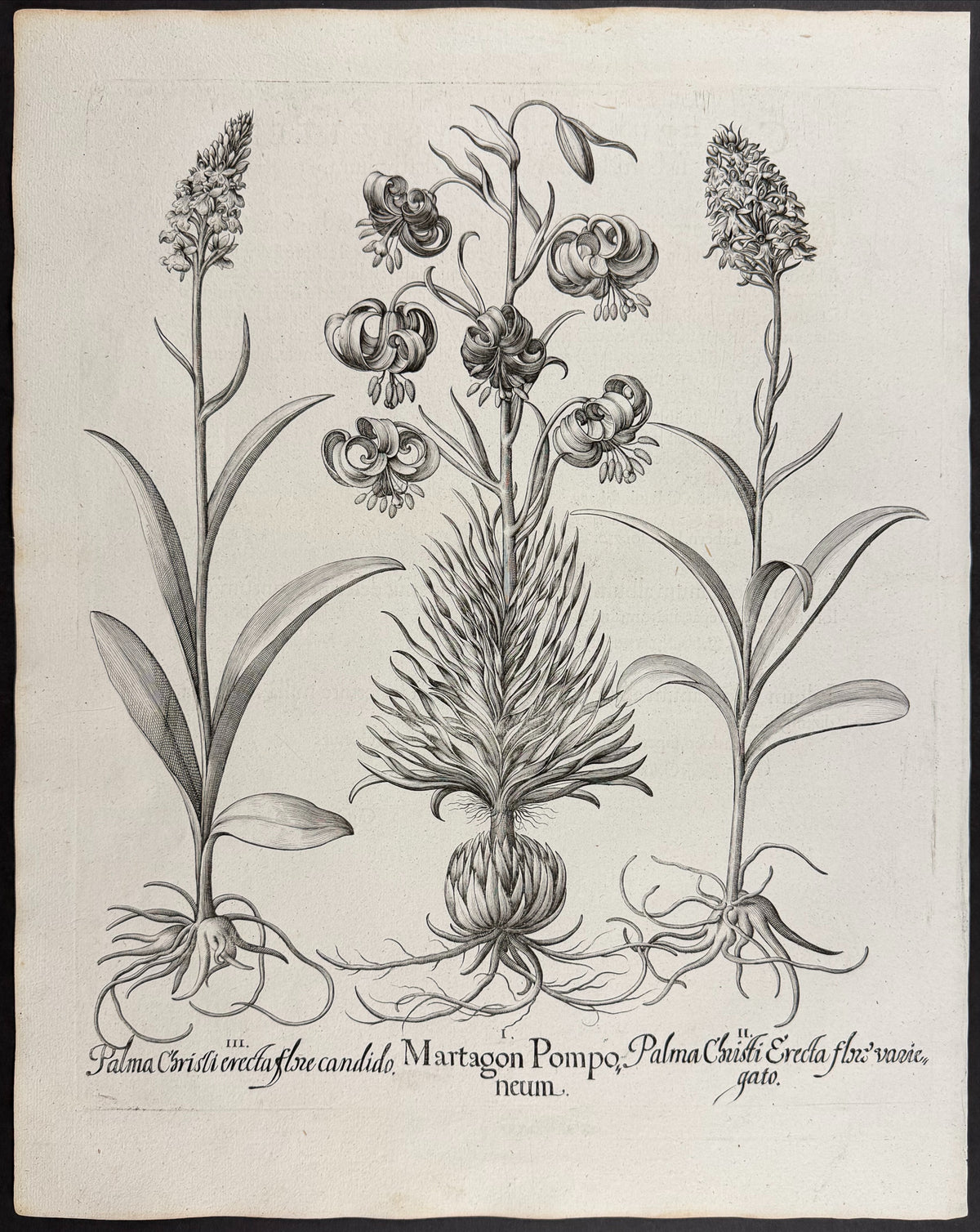 Pomponium Martagon Lily [Martagon Pomponeum]; Castor Oil Plant [Palma Christi]; Castor Oil Plant [Palma Christi]