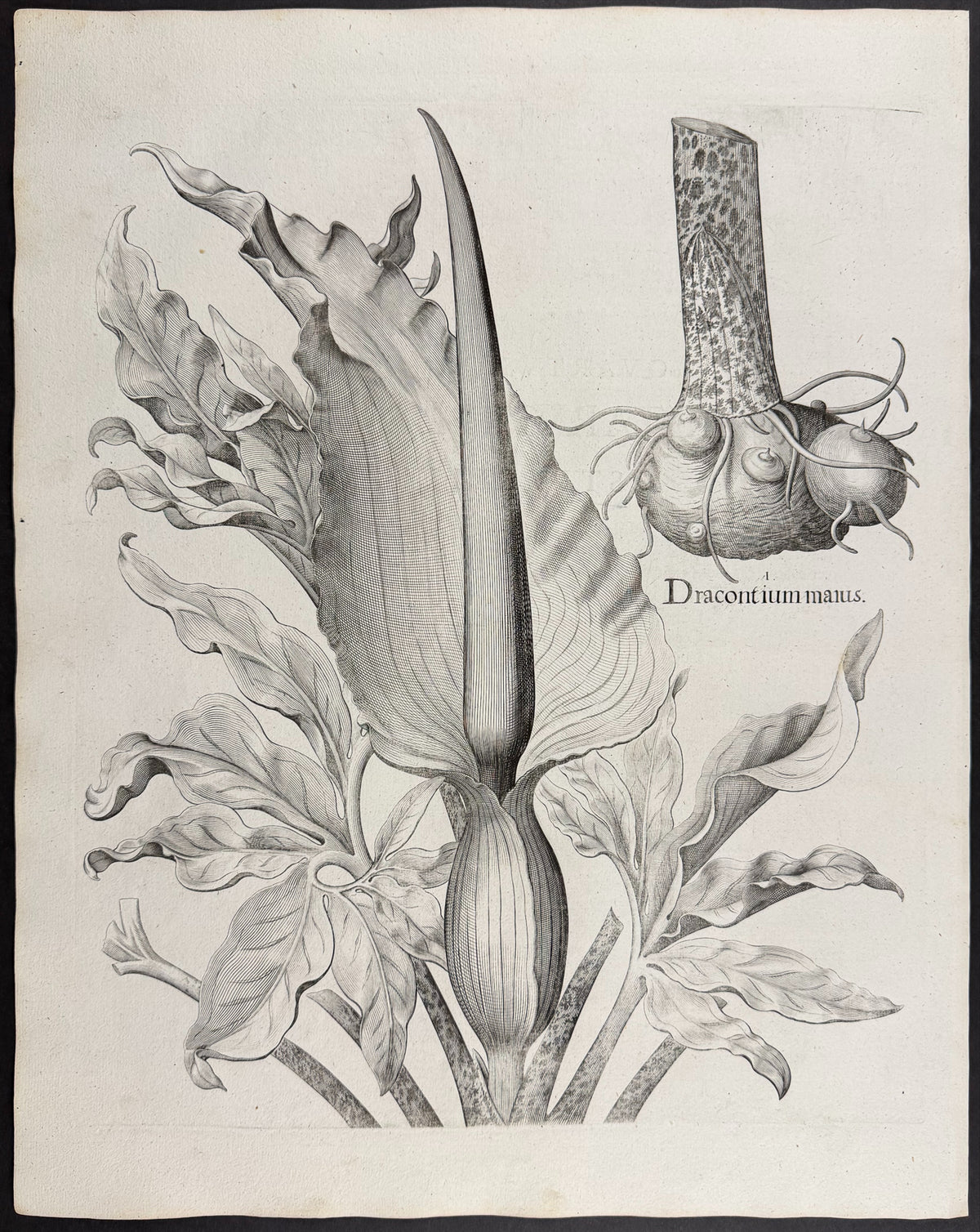 Dragon Arum [Dracontium maius]