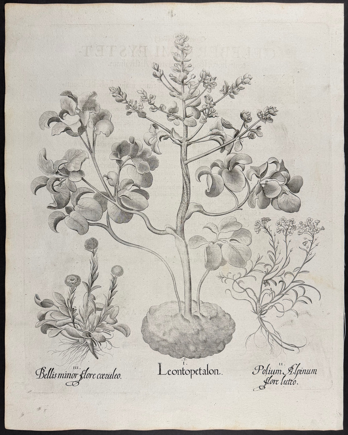 Lion's Leaf [Leontopetalon]; Alpine Germander [Polium Alpinum]; Lesser Daisy [Bellis minor]