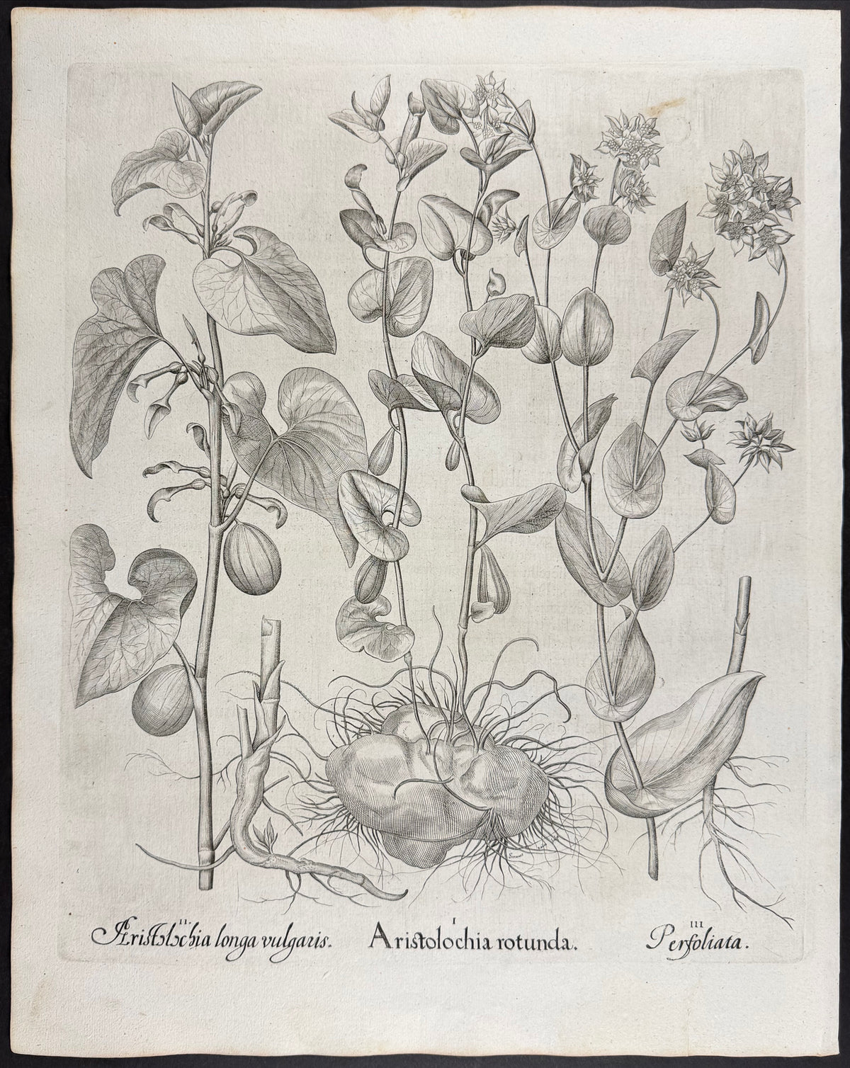 Round Birthwort [Aristolochia rotunda]; Long Birthwort [Aristolochia longa]; Thoroughwax [Perfoliata]