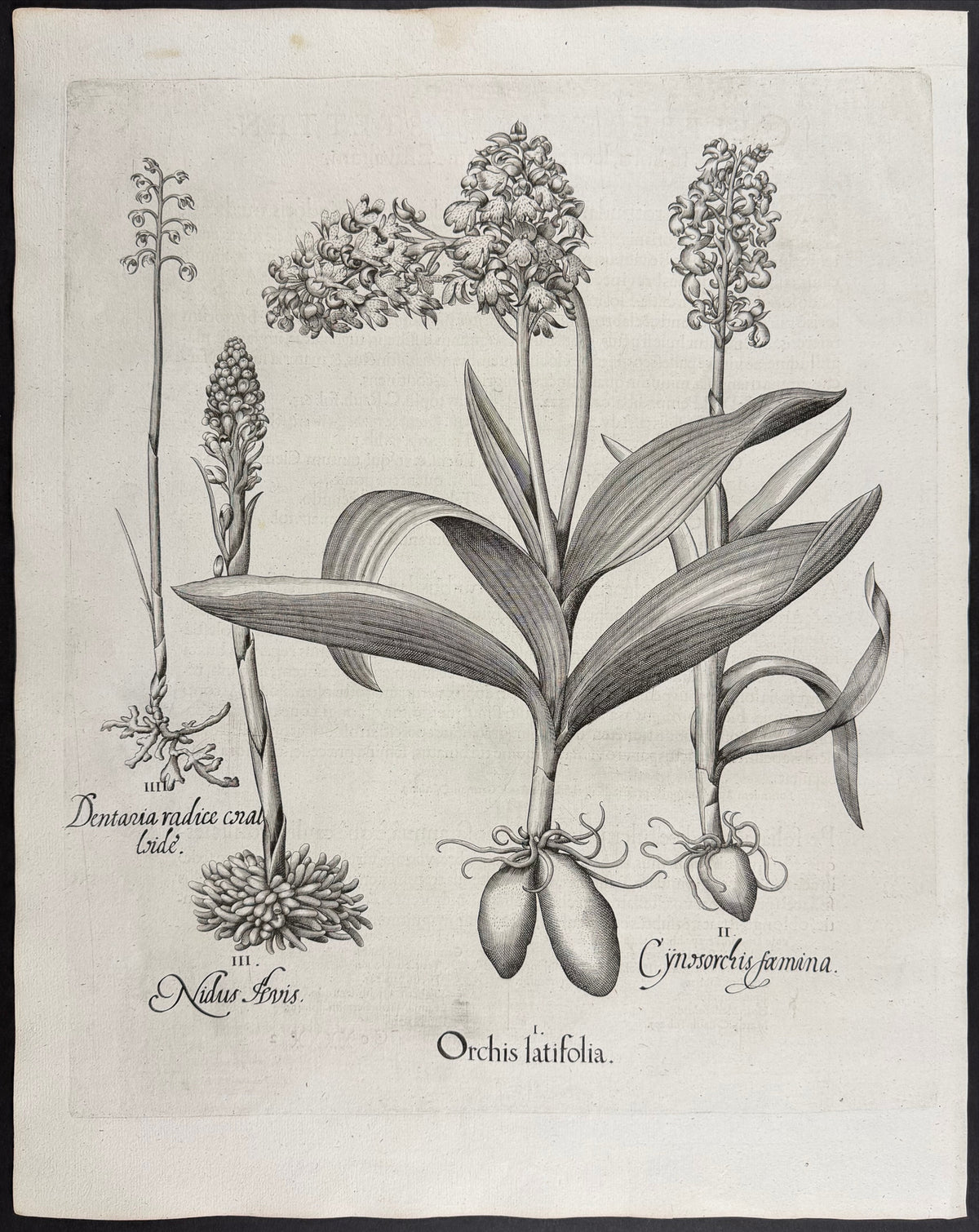 Broad-leaved Orchid [Orchis latifolia]; Female Dog Orchid [Cynosorchis faemina]; Bird's Nest Orchid [Nidus Avis]