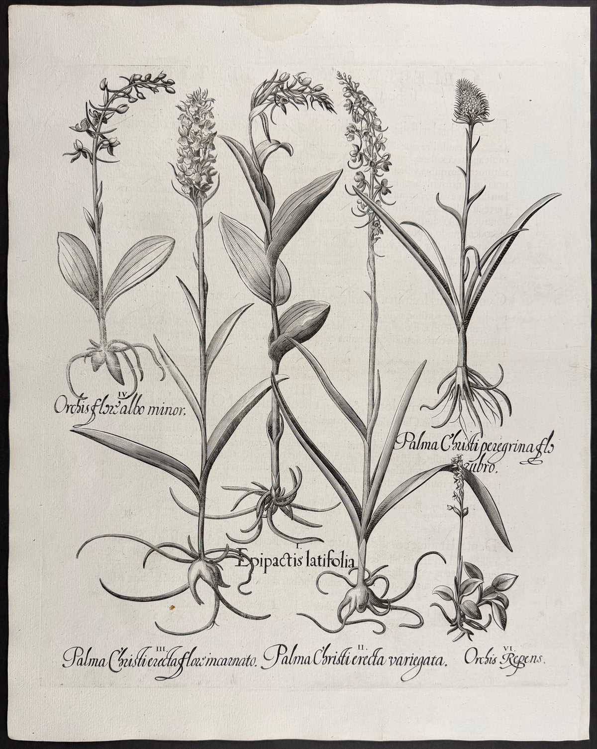 Broad-leaved Helleborine [Epipactis latifolia]; Castor Oil Plant [Palma Christi]; Castor Oil Plant [Palma Christi]