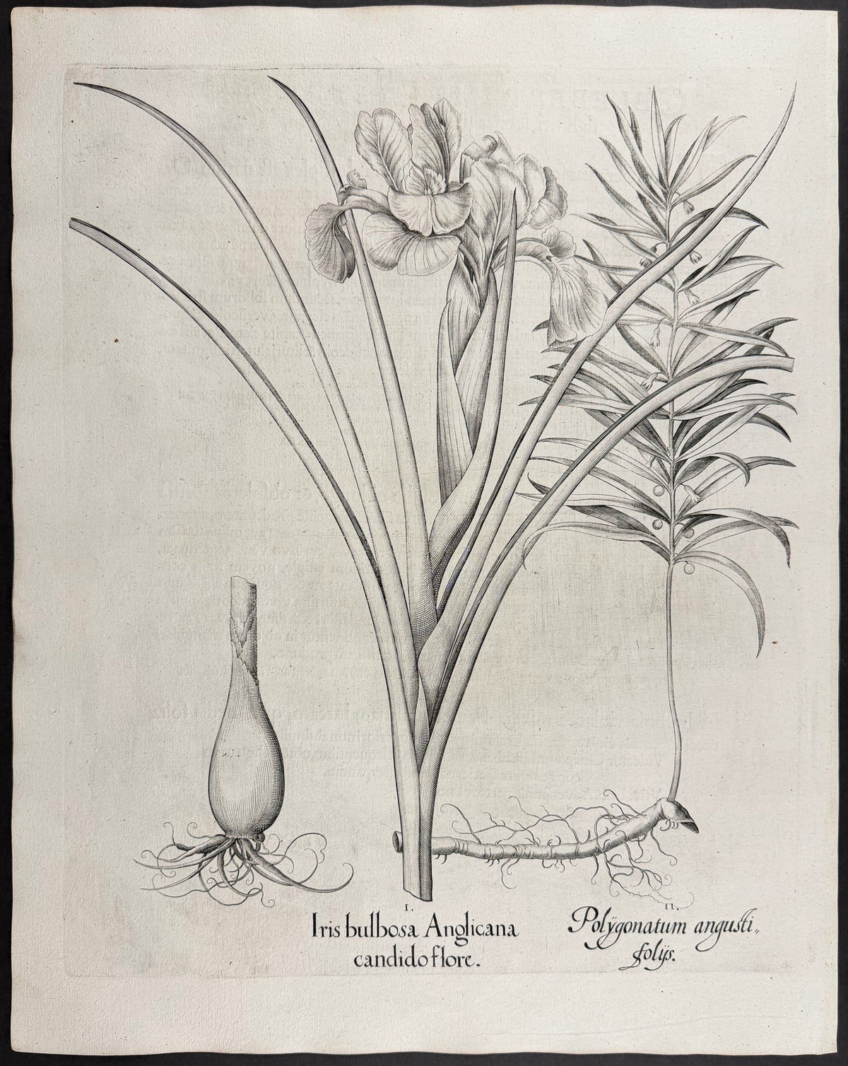 Bulbous Iris [Iris bulbosa]; Narrow-leaved Solomon's Seal [Polygontum angustifolys]