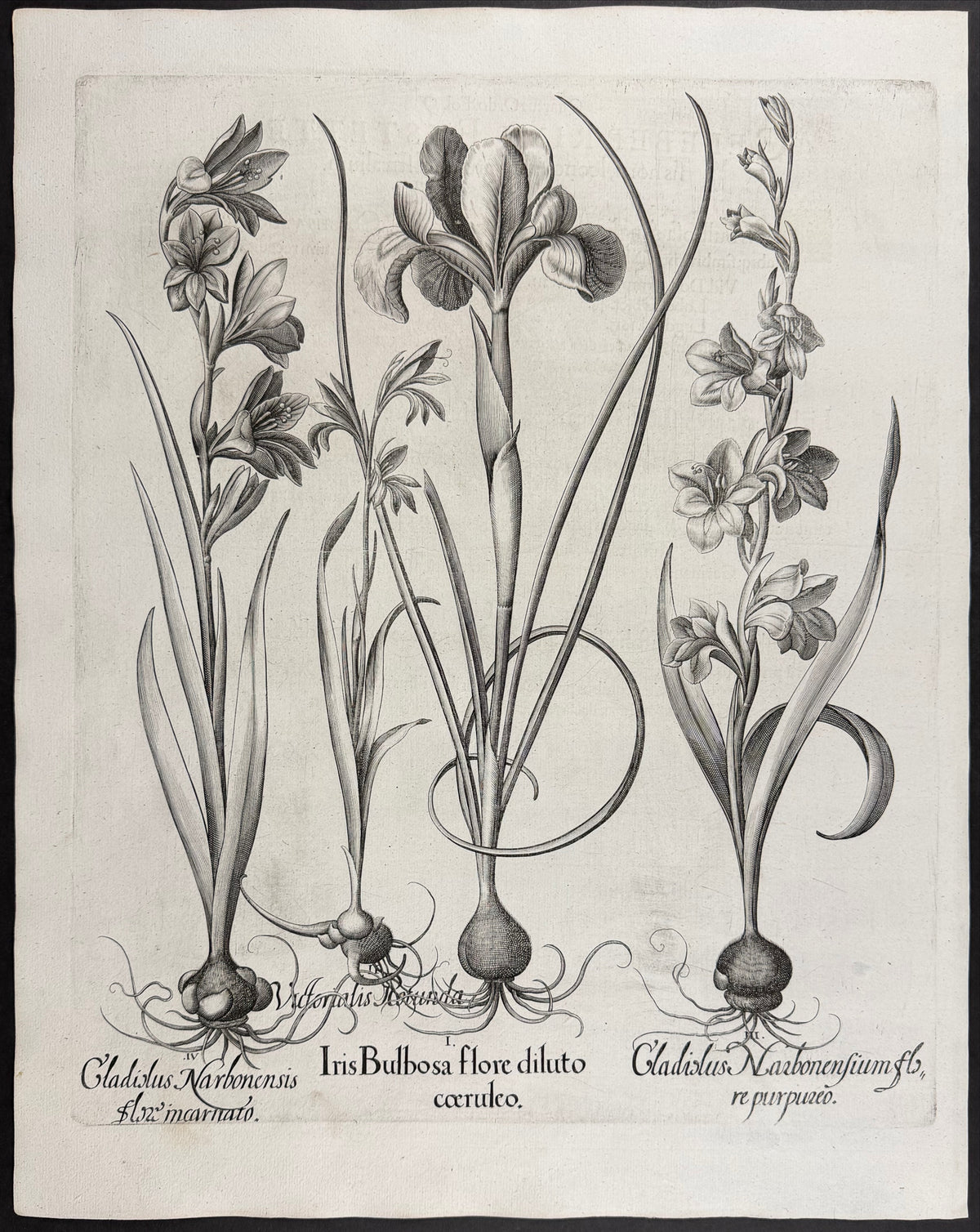 Bulbous Iris [Iris bulbosa]; Round Allium [Victorialis Rotunda]; Narbonne Gladiolus [Cladiolis Narbonensium]