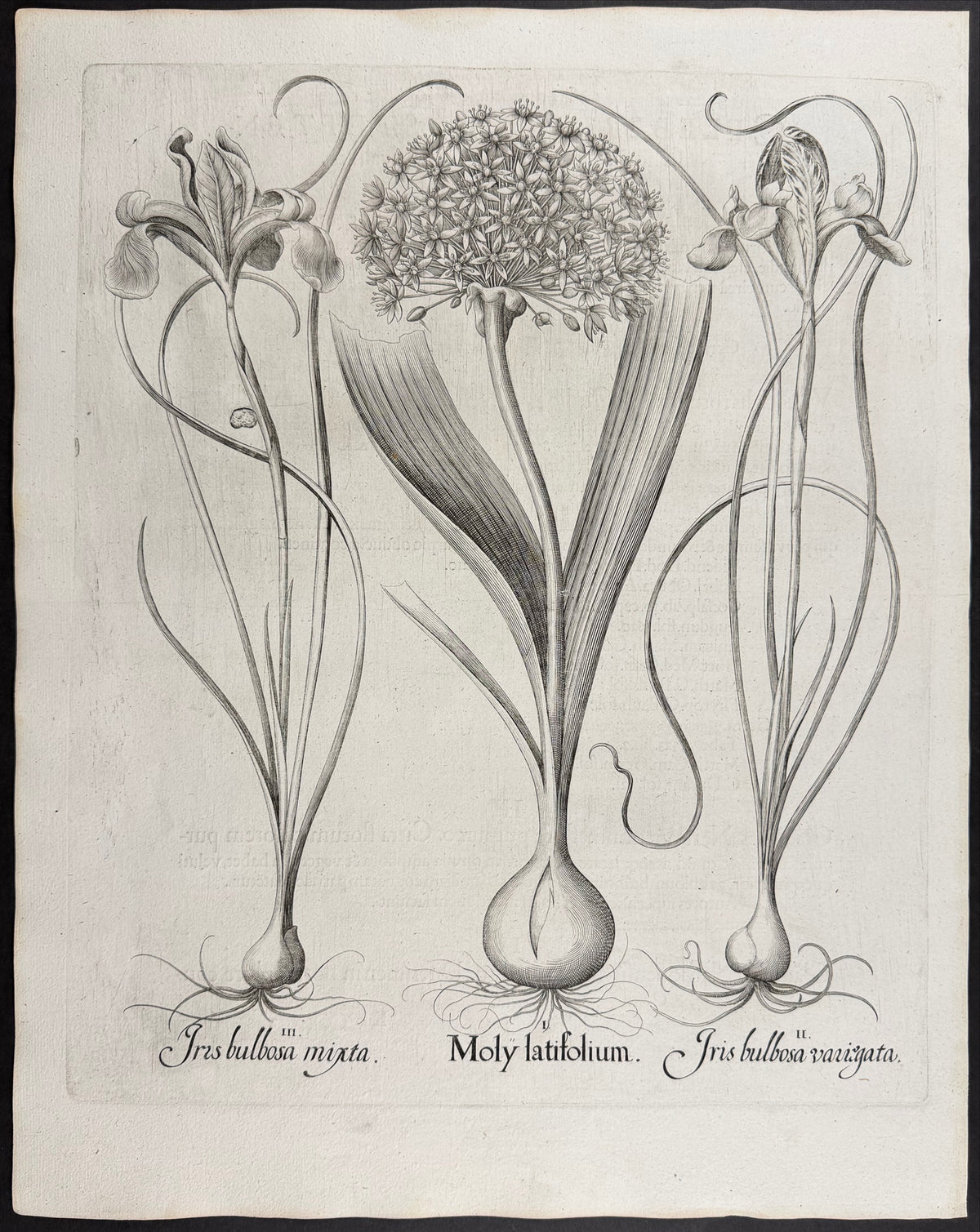 Broad-leaved Garlic [Moly latifolium]; Bulbous Iris [Iris bulbosa]; Bulbous Iris [Iris bulbosa]