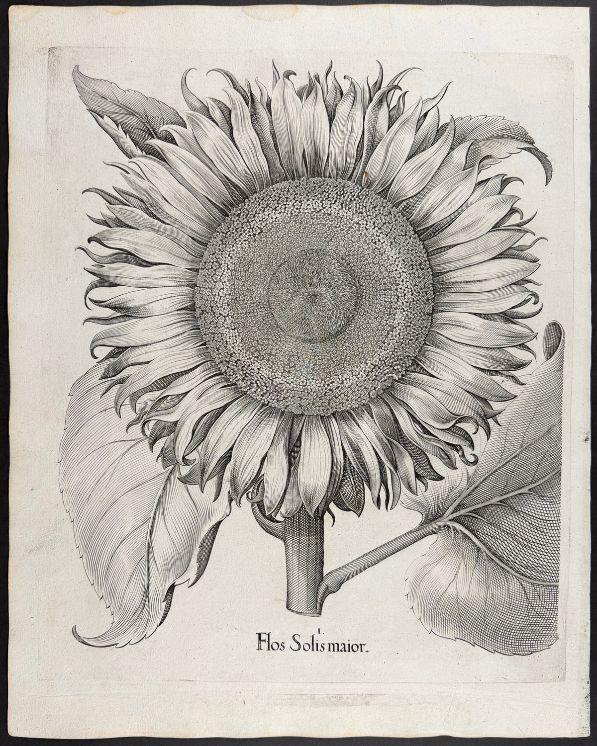 Great Sunflower [Flos Solis maior]