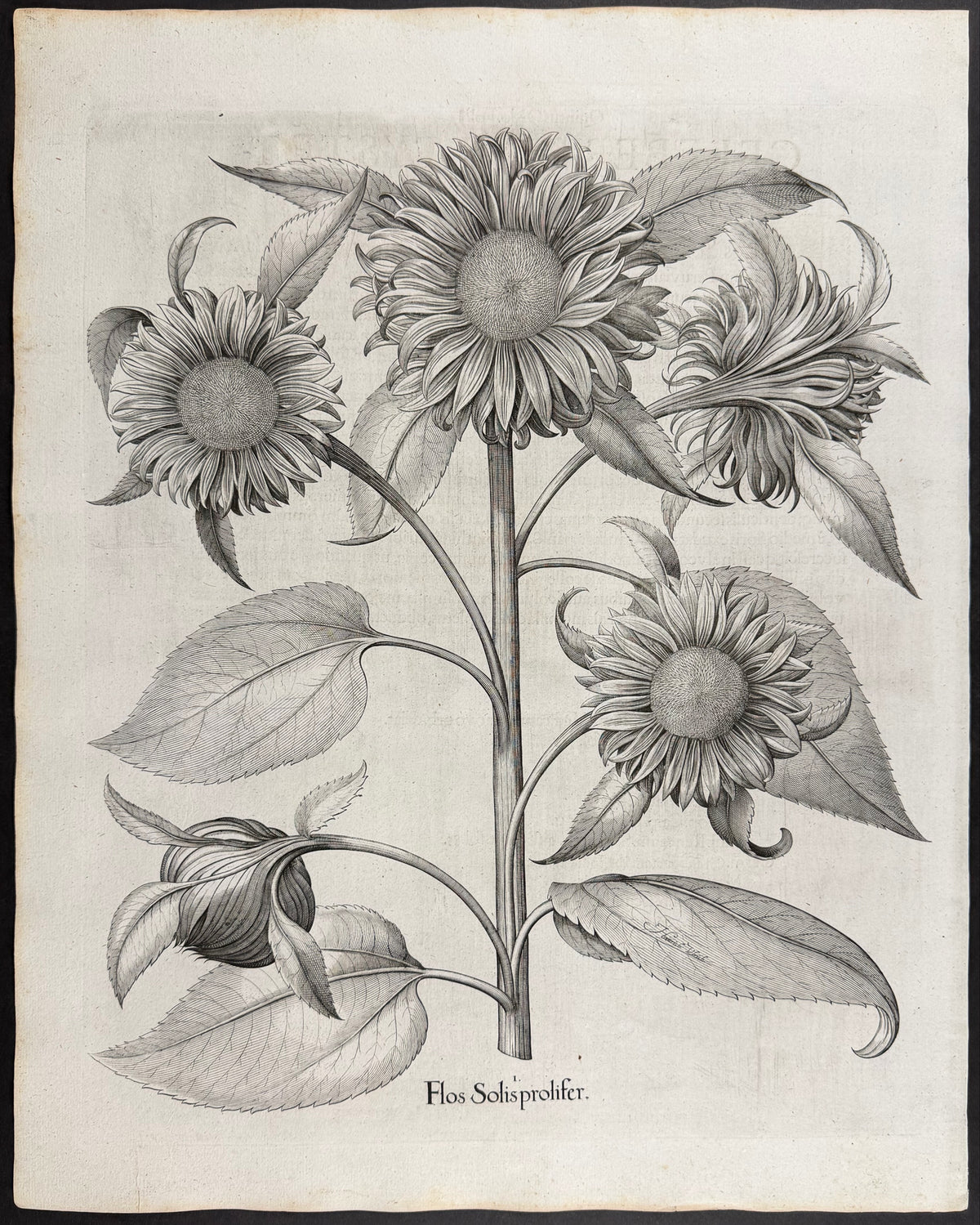 Proliferous Sunflower [Flos Solis prolifer]