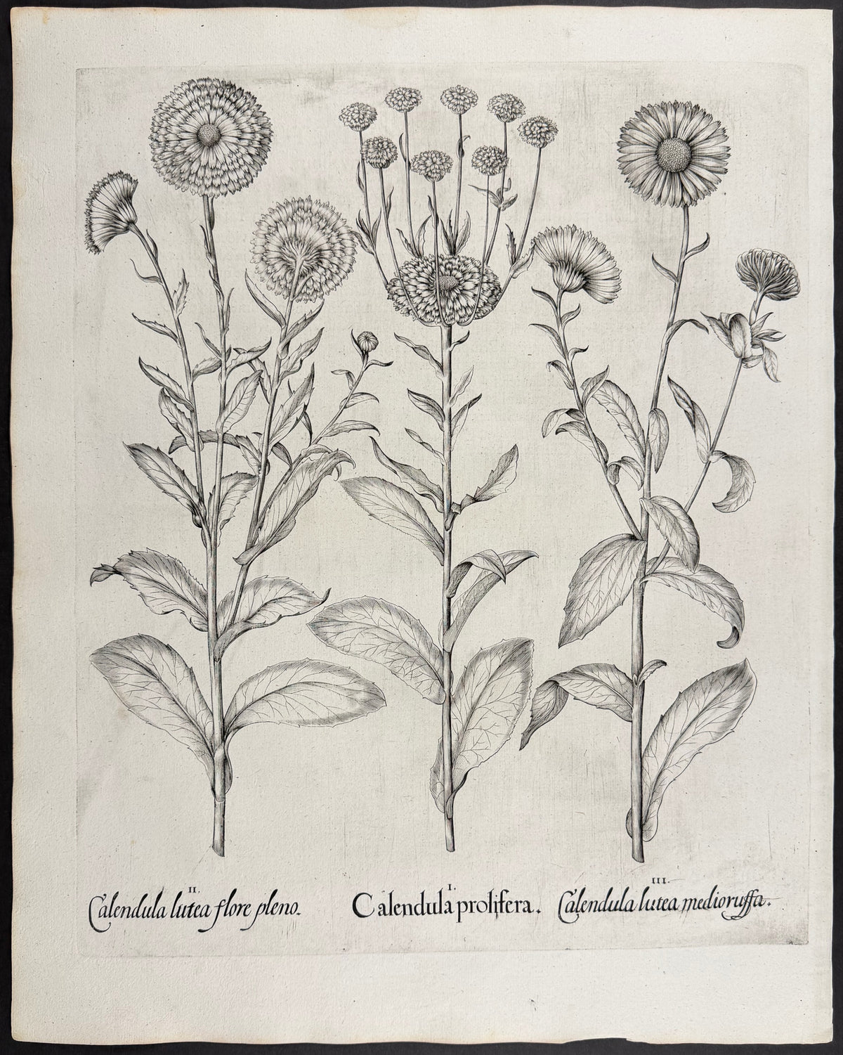 Proliferous Marigold [Calendula prolifera]; Yellow Marigold [Calendula lutea]; Yellow Marigold [Calendula lutea]