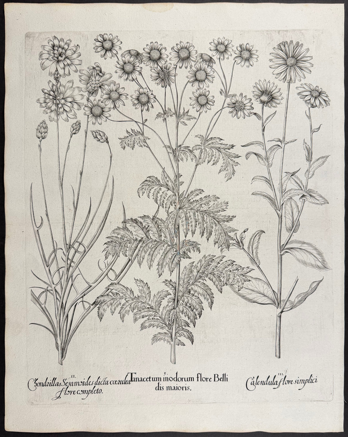 Scentless Tansy [Tanacentum inodorum]; Chondrilla [Chondrilla Sesamoides]; Marigold Flower [Calendula flore]