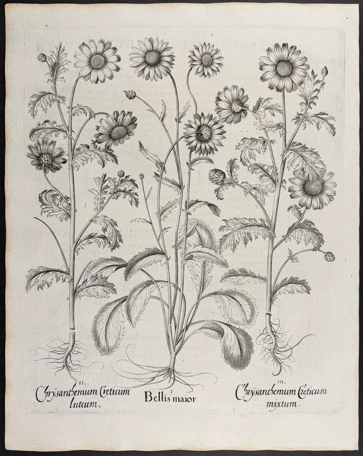 Oxeye Daisy [Bellis maior]; Cretan Chrysanthemum [Chrysanthemum Creticum]; Cretan Chrysanthemum [Chrysanthemum Creticum]