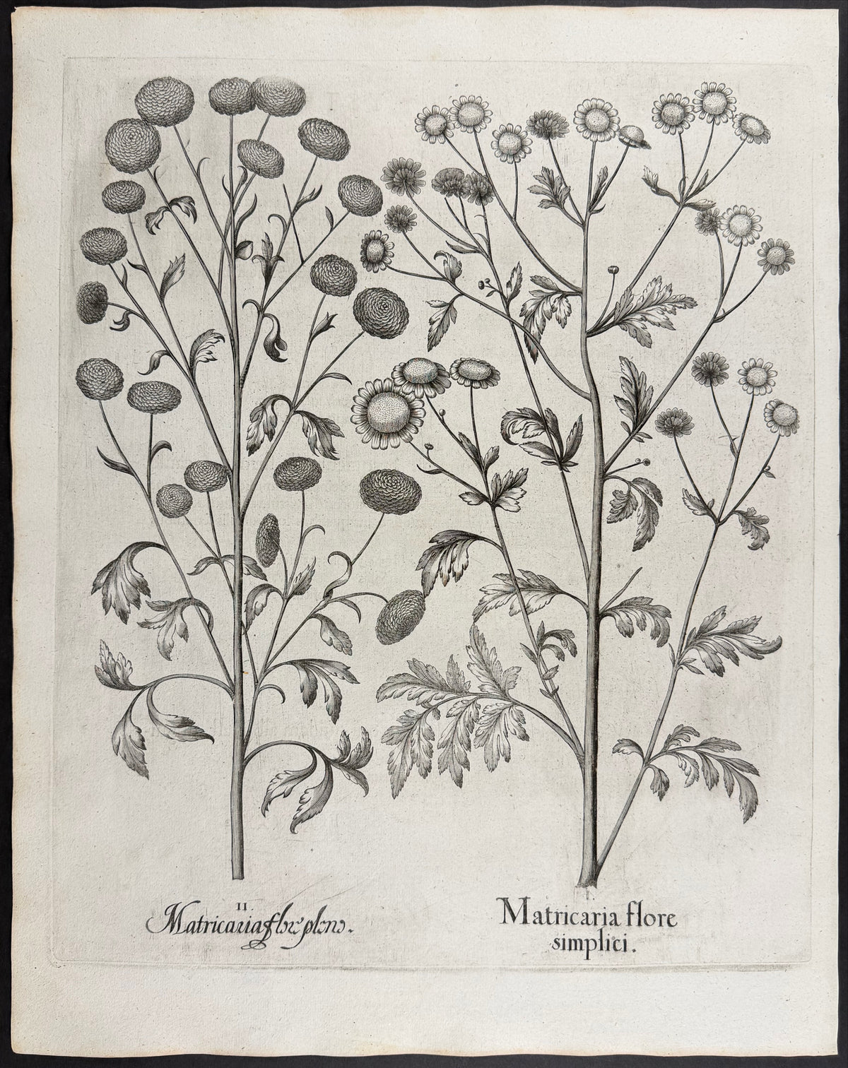 Feverfew Flower [Matricaria flore]; Feverfew Flower [Matricaria flox]