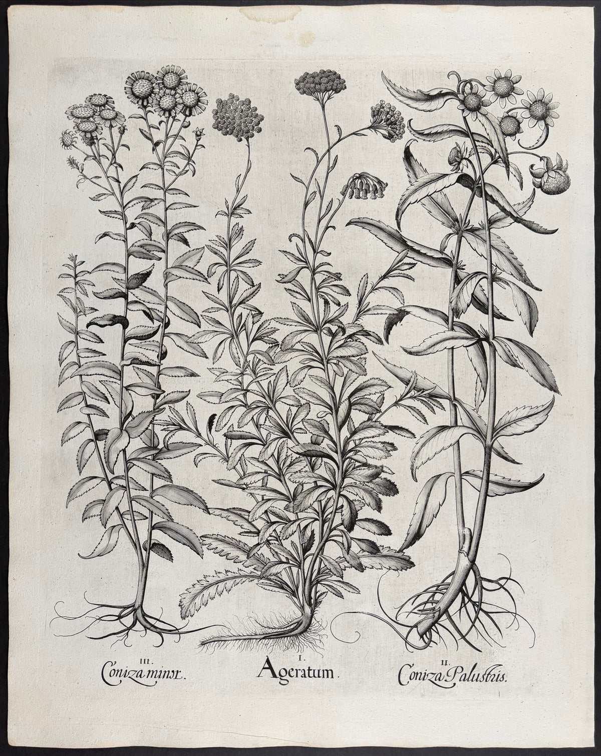 Sweet Maudlin [Ageratum]; Marsh Fleabane [Coniza Palustris]; Lesser Fleabane [Coniza minor]