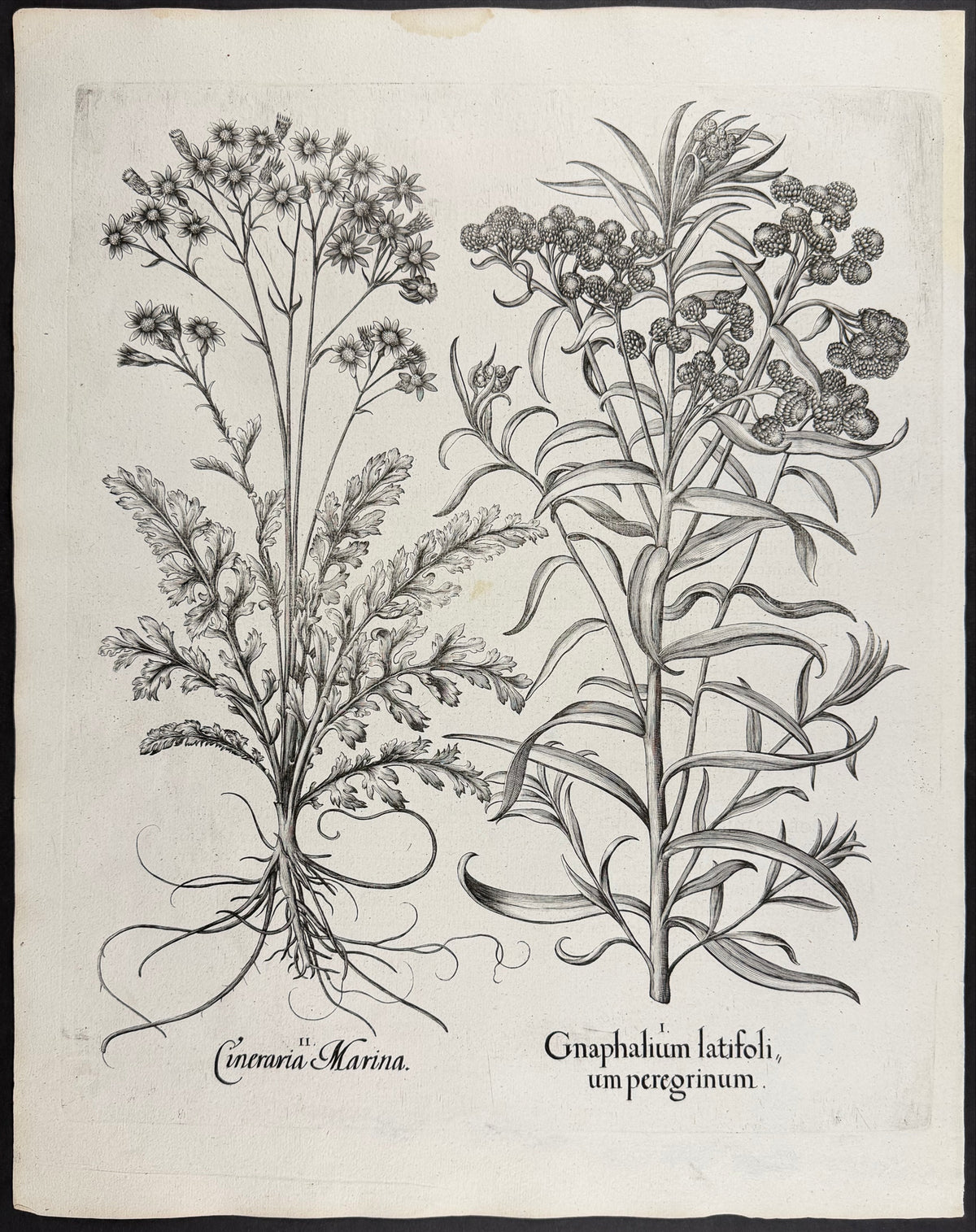 Broad-leaved Cudweed [Gnaphalium latifolium]; Sea Dusty Miller [Cineraria Marina]