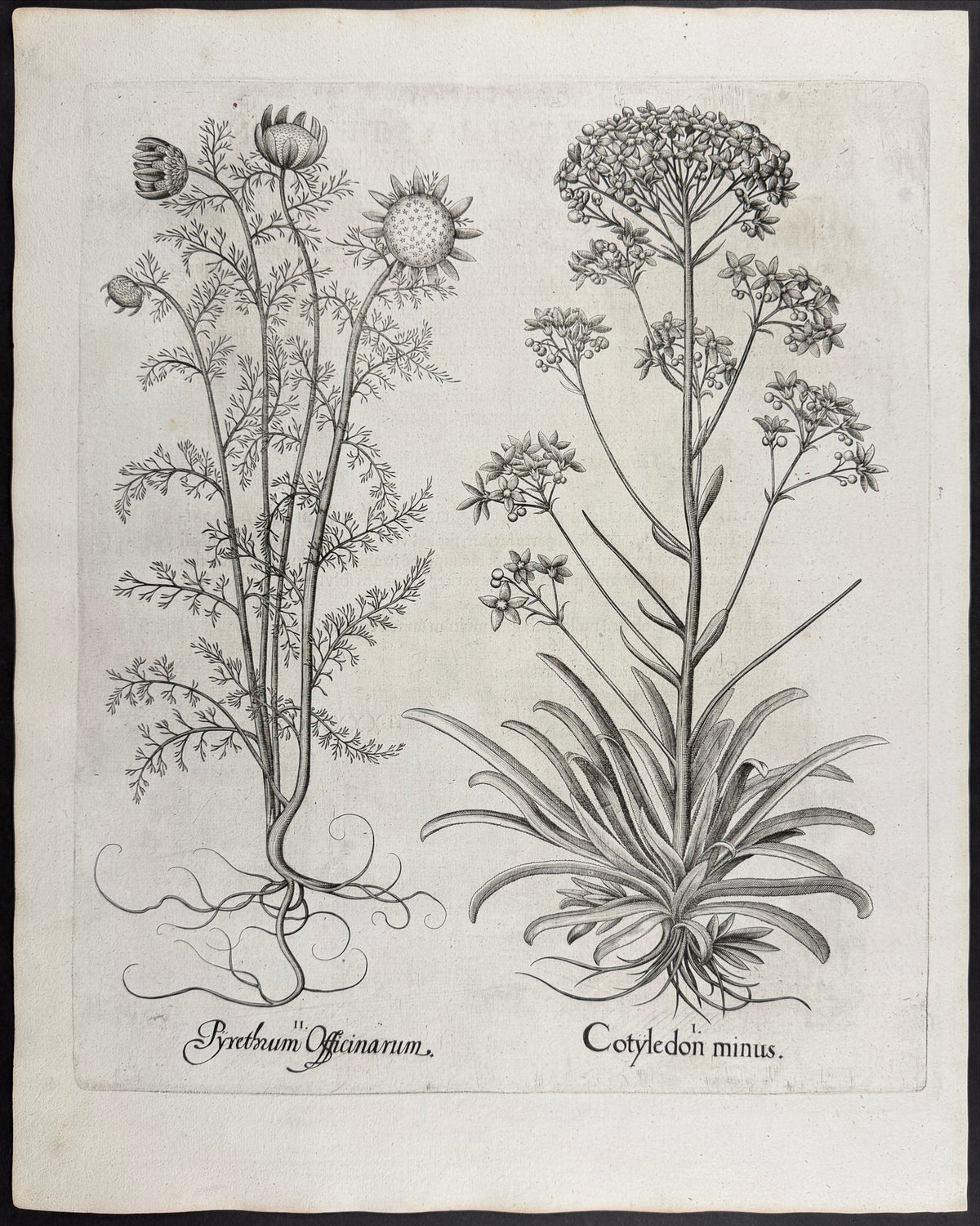 Lesser Navelwort [Cotyledon minus]; Pellitory of Spain [Pyrethrum Officianum]