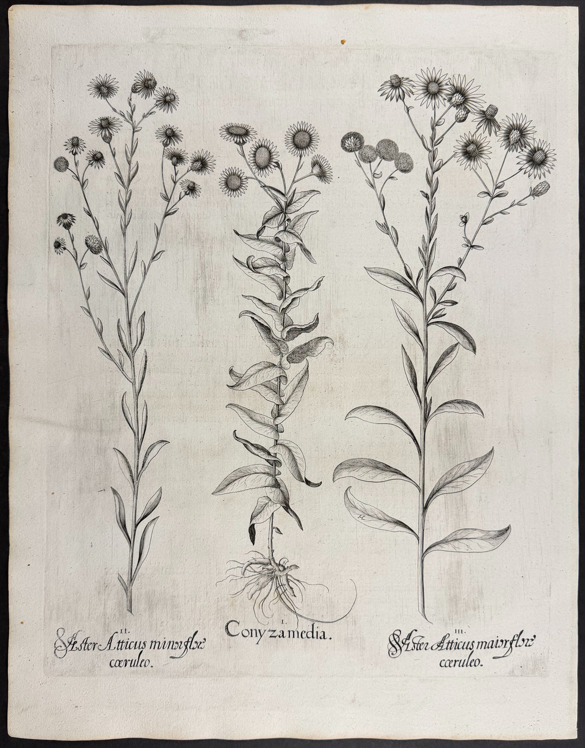Intermediate Fleabane [Conyza media]; Alpine Aster / Attica Aster [Aster Atticus]; Alpine Aster / Attica Aster [Aster Atticus]