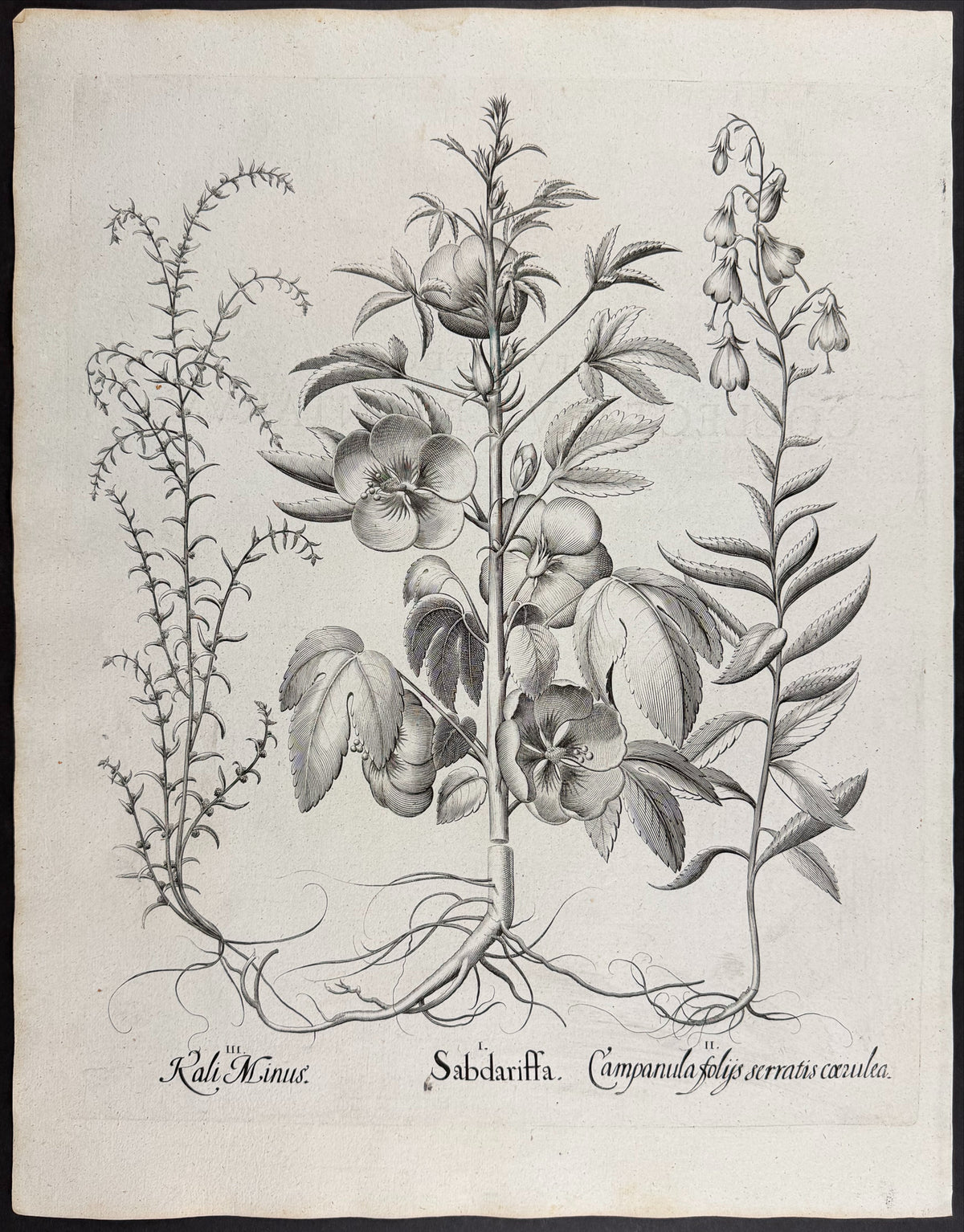 Roselle [Sabdariffa]; Bellflower-leaved Plant [Campanula folys]; Lesser Saltwort [Rali Minus]