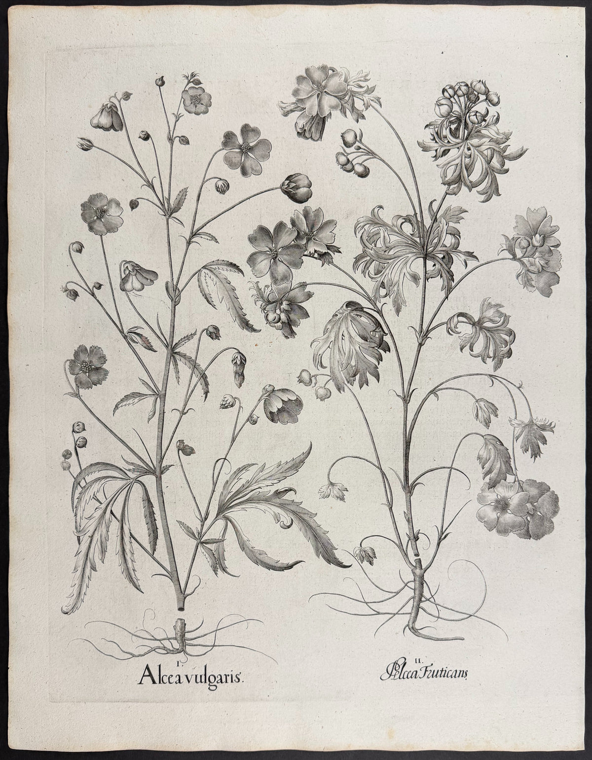 Greater Musk Mallow [Alcea vulgaris]; Shrubby Mallow [Alcea Fruticans]