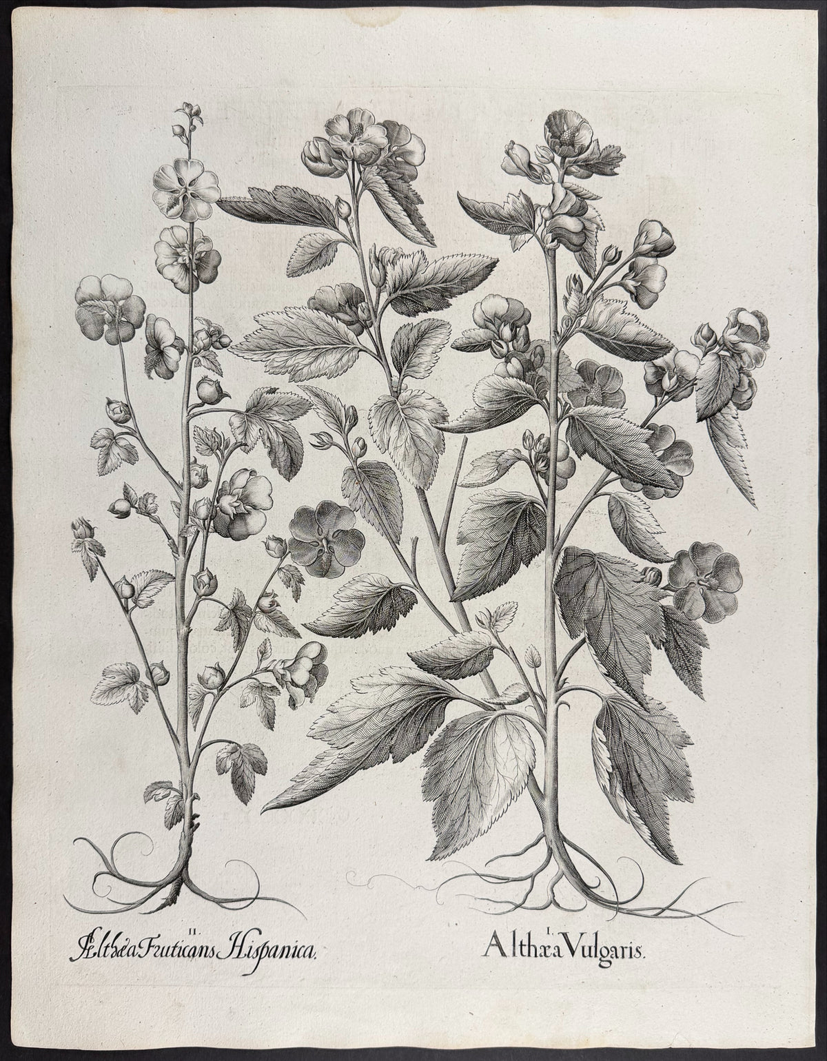 Marsh Mallow [Althaea Vulgaris]; Shrub Mallow [Althaea Fruticans]