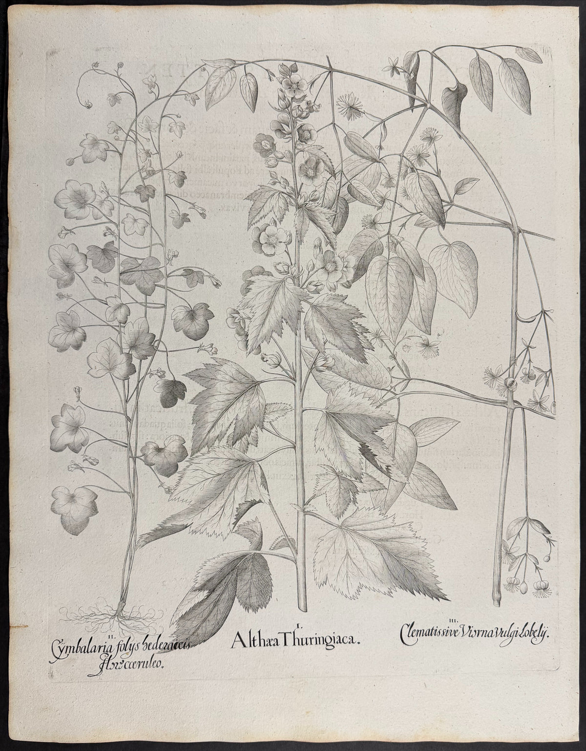 Thuringian Tree Mallow [Althaea Thuringiaca]; Ivy-leaved Toadflax [Cymbalaria folys]; Traveller's Joy [Clematissive Viorna]