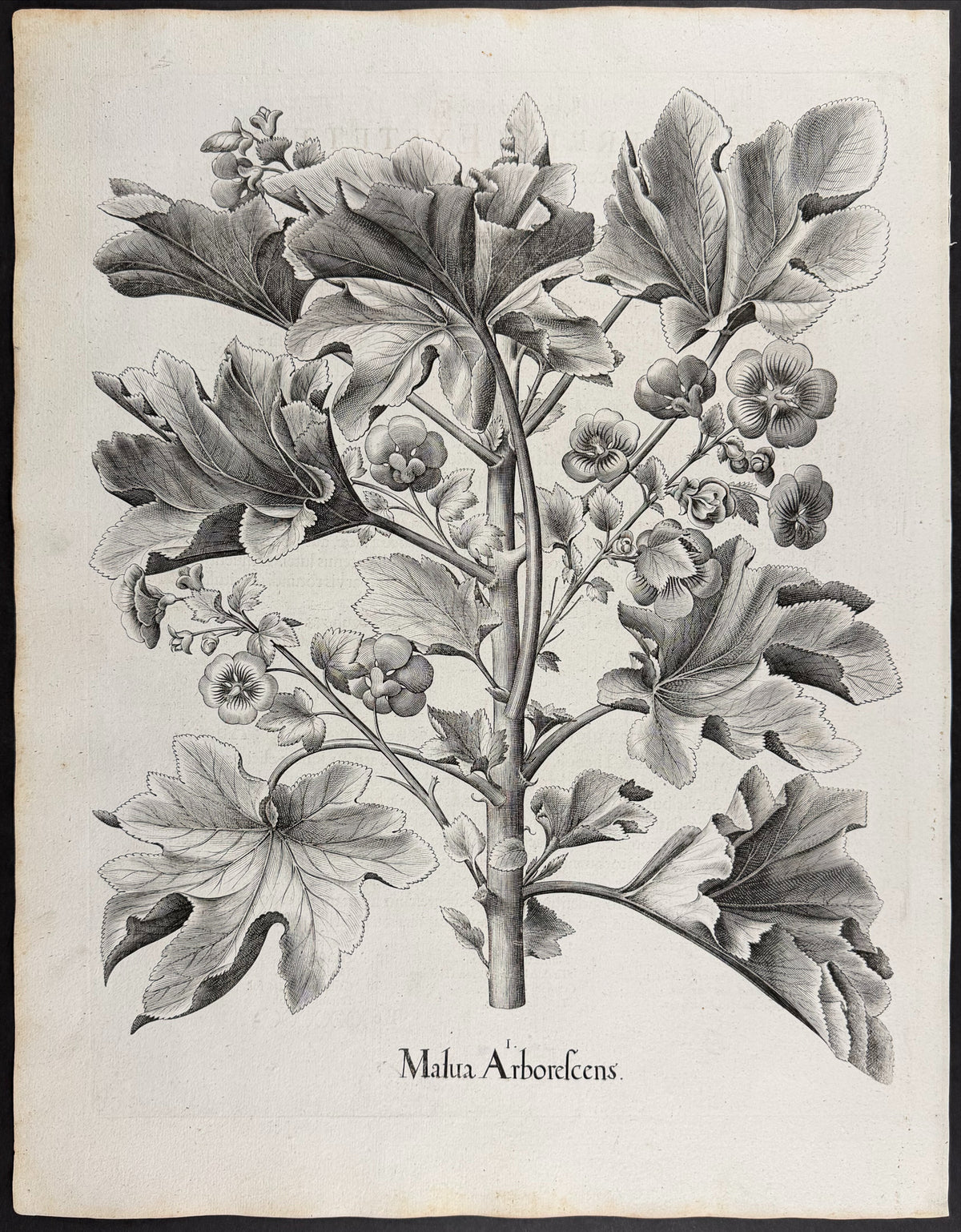 Tree Mallow [Malua Arborcescens]