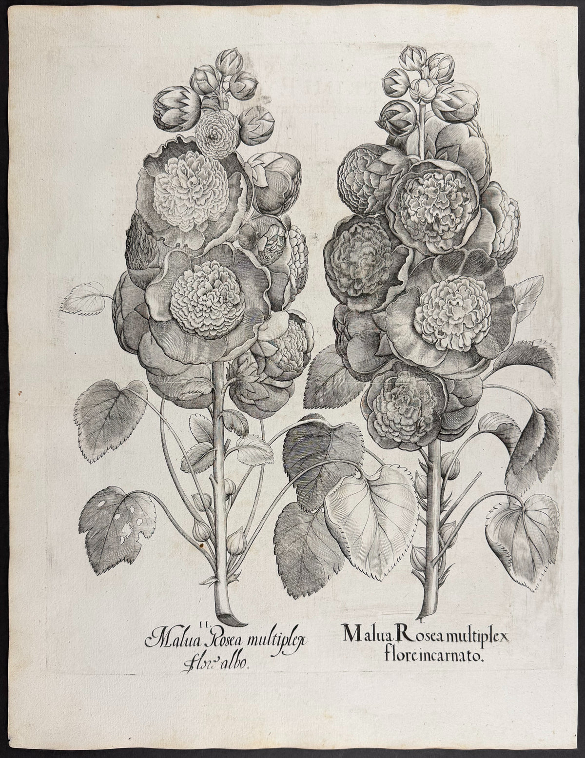 Hollyhock [Malua Rosea]