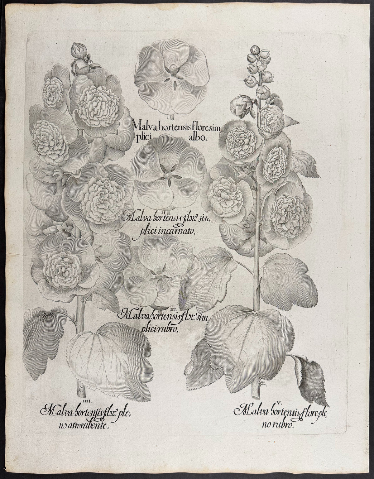 Garden Mallow [Malva hortensis]; Garden Mallow [Malva bortensis]