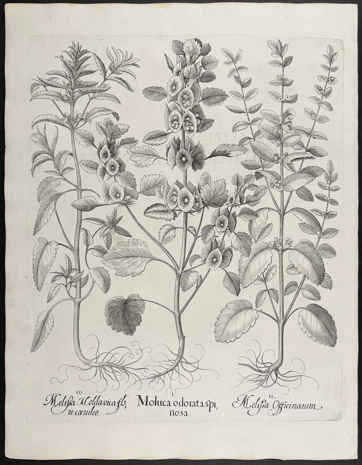 Bells of Ireland [Moluca odorata]; Lemon Balm [Melissa Officinarum]; Moldavian Balm [Melissa Moldavica]