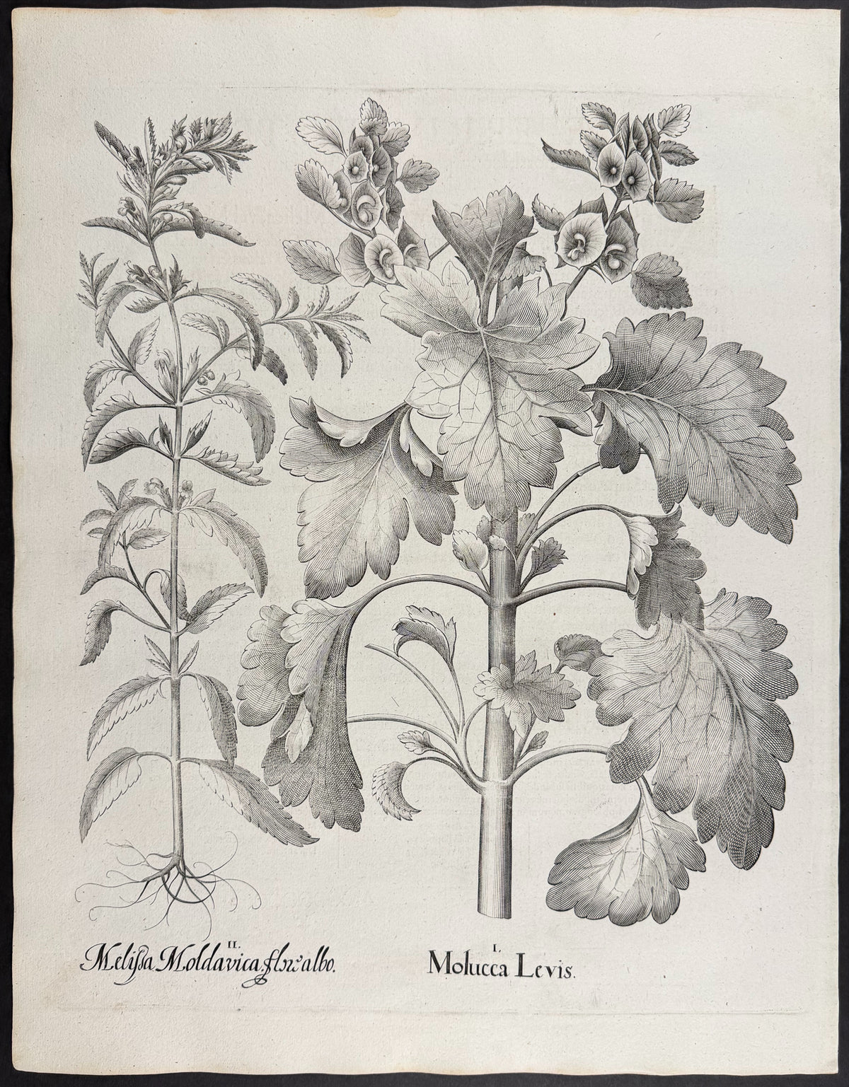 Smooth Bells of Ireland [Molucca Levis]; Moldavian Balm [Melissa Moldovica]