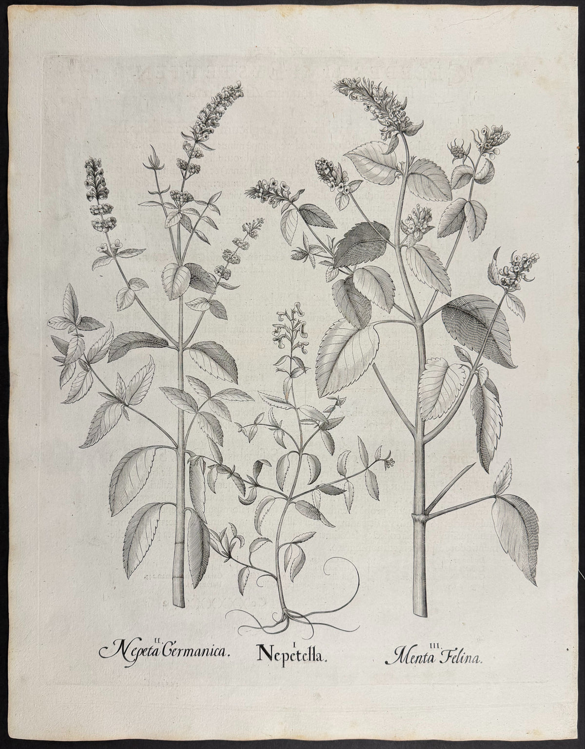 Lesser Catmint [Nepetella]; German Catmint [Nepeta Germanica]; Catmint [Menta Felina]