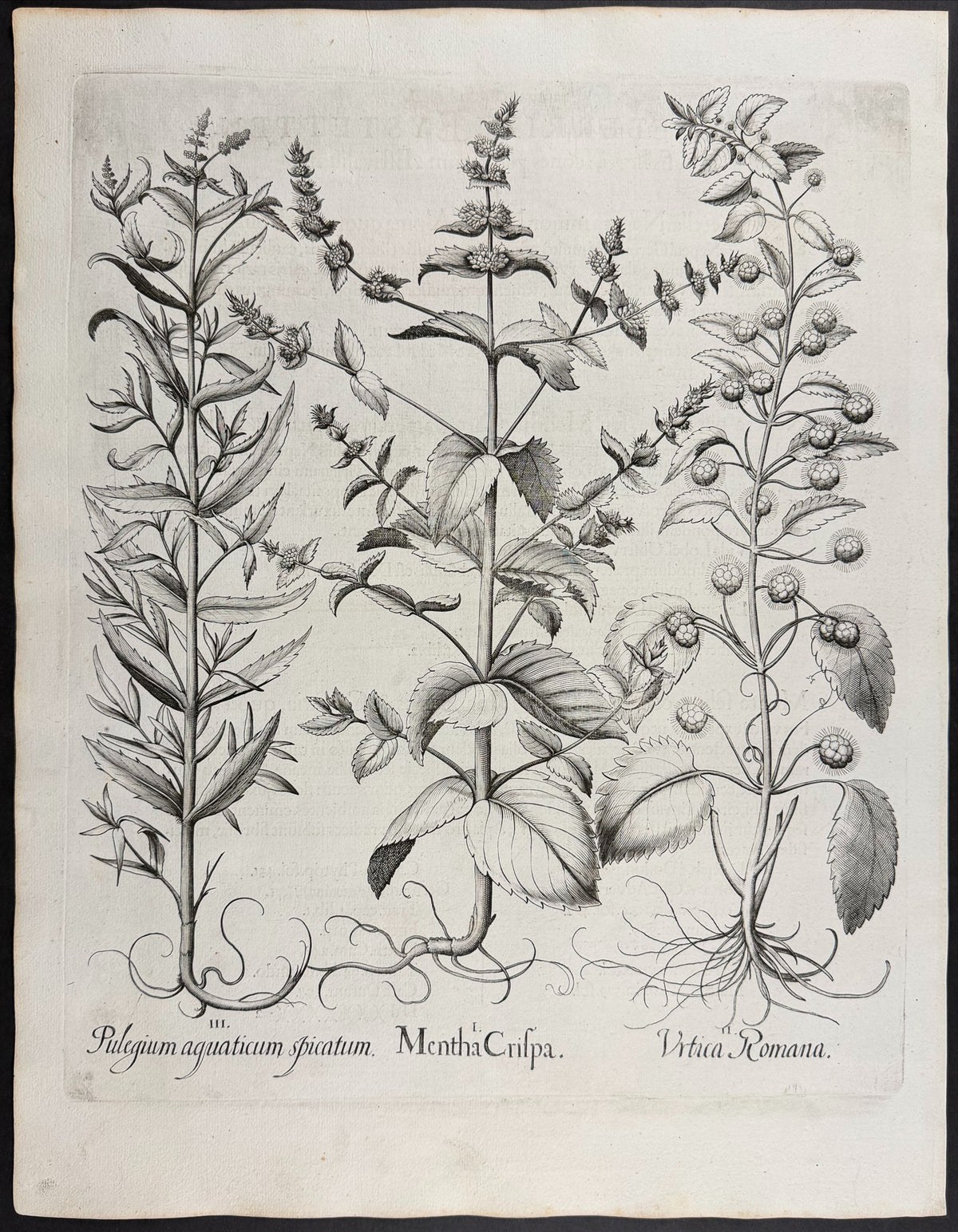 Curly Mint [Menta Crispa]; Roman Nettle [Urtica Romana]; Water Pennyroyal [Pulegium aquaticum]
