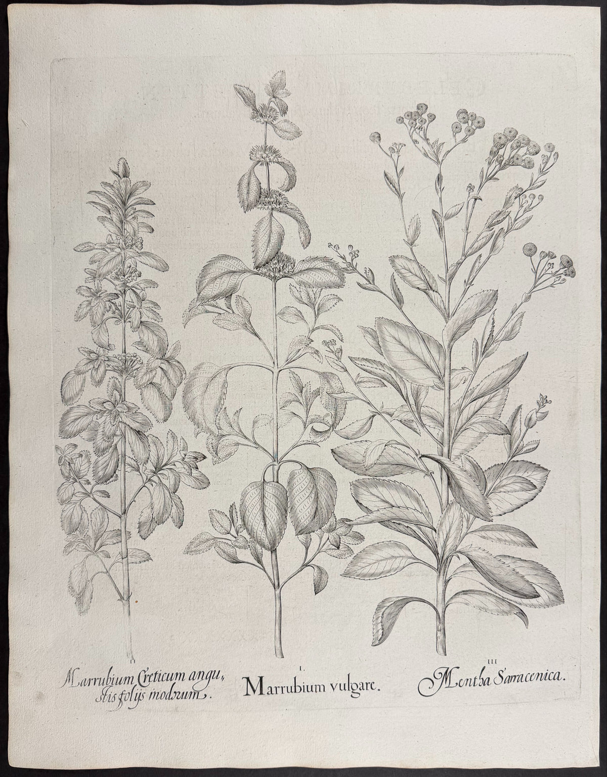 White Horehound [Marrubium vulgare]; Cretan Horehound [Marrubium Creticum]; Costmary / Saracen Mint [Mentha Sarracenica]