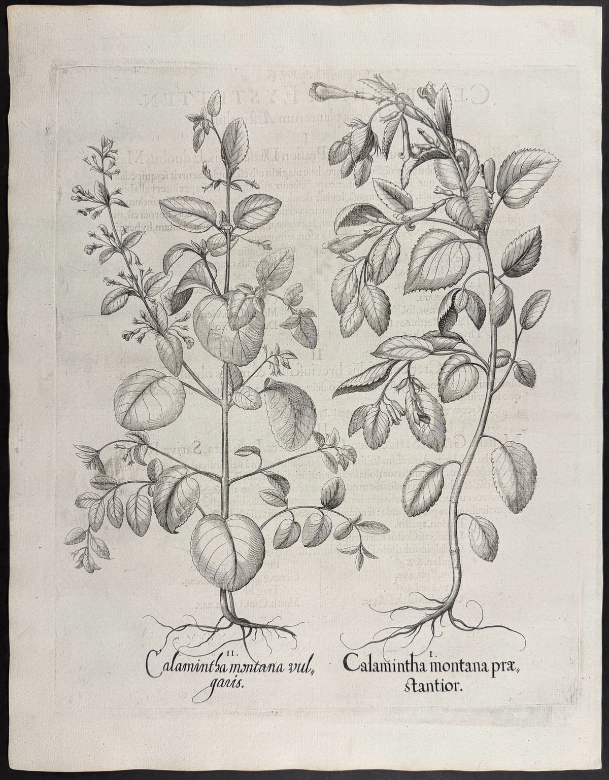 Mountain Calamint [Calamintha montana]