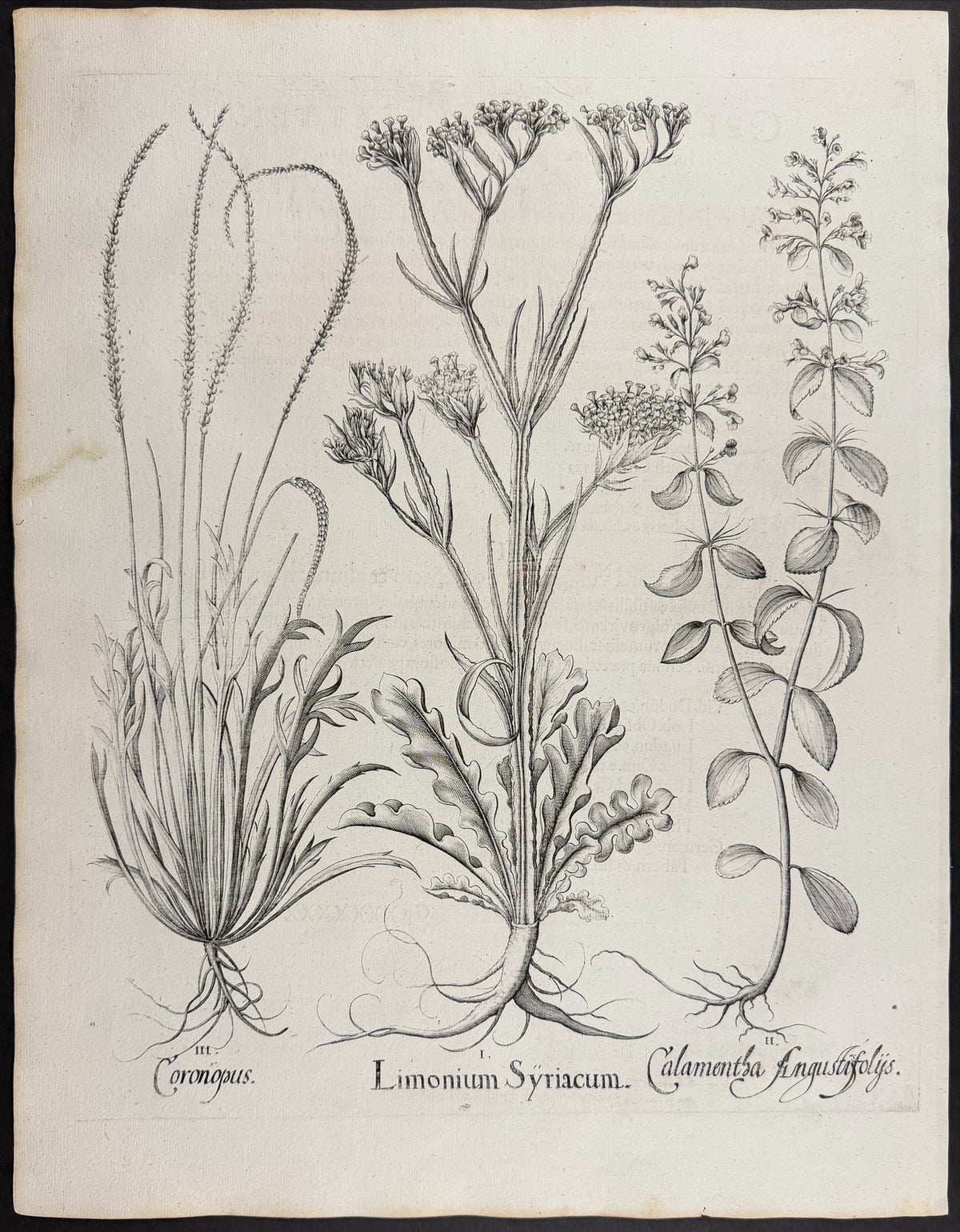 Syrian Sea Lavender [Limonium Syriacum]; Narrow-leaved Calamint [Calamentha Angustisfloys]; Swinecress / Buckshorn Plantain [Coronopus]