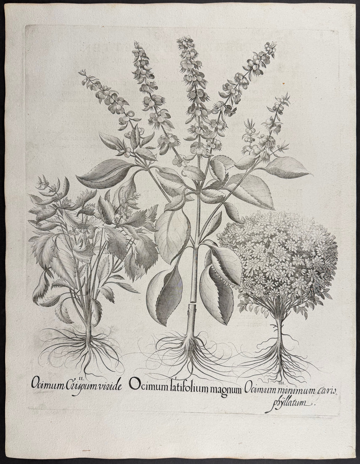 Broad-leaved Basil [Ocimum latifolium]; Bush Basil [Ocimum minimum]; Curly Basil [Ocimum Crispum]
