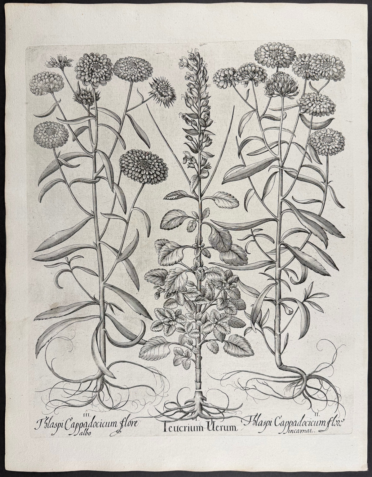 True Germander [Teucrium Verum]; Cappadocian Pennycress [Thalaspi Cappadocicum]; Cappadocian Pennycress [Thlaspi Cappadocicum]