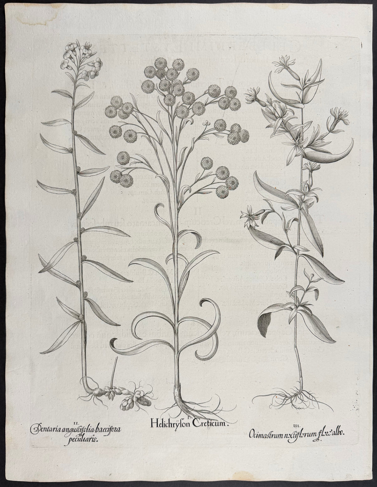 Cretan Everlasting [Helichryson Creticum]; Narrow-leaved Toothwort [Dentaria angustifolia]; Night-flowering Catchfly [Ocimastrum noctiflorum]