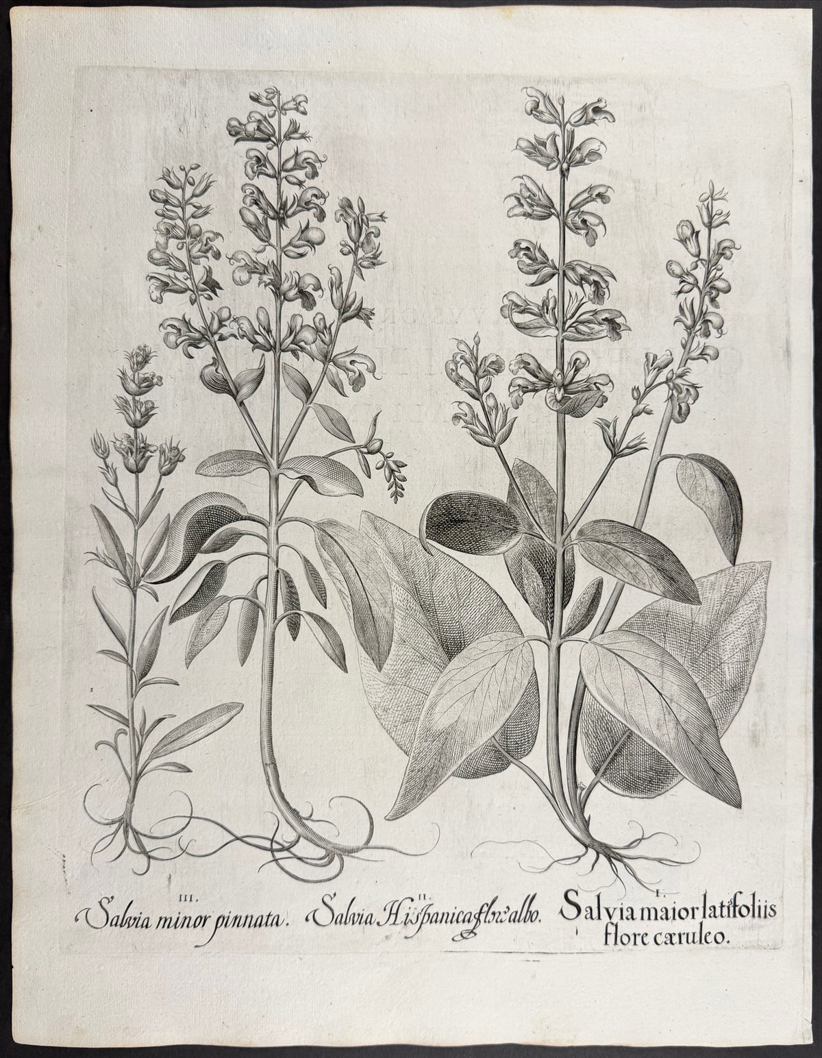 Common Sage [Salvia maior]; Spanish Sage / Chia [Salvia Hispanica]; Small Sage [Salvia minor]