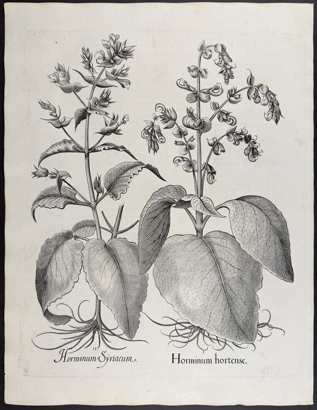 Clary Sage [Horminum hortense]; Syrian Clary [Horminum Syriacum]