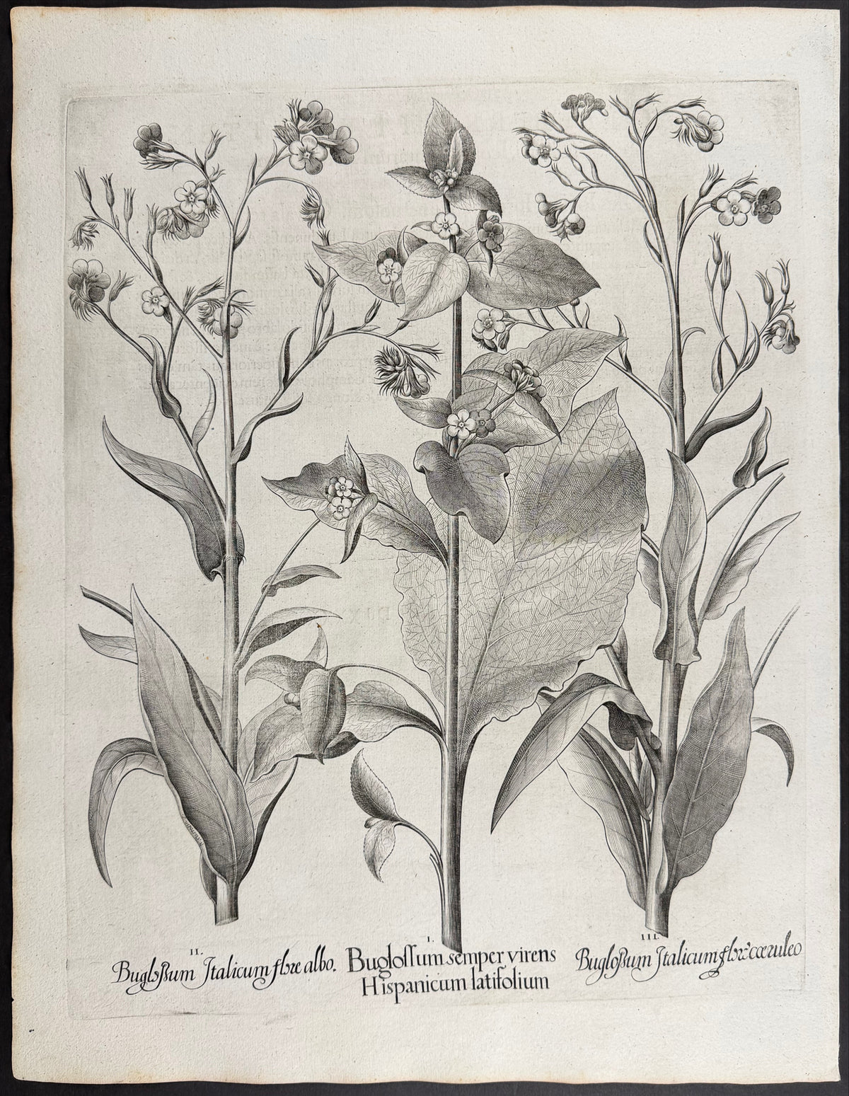 Evergreen Bugloss [Buglossum semper]; Italian Bugloss [Buglossum Italicum]; Italian Bugloss [Buglossum Italicum]