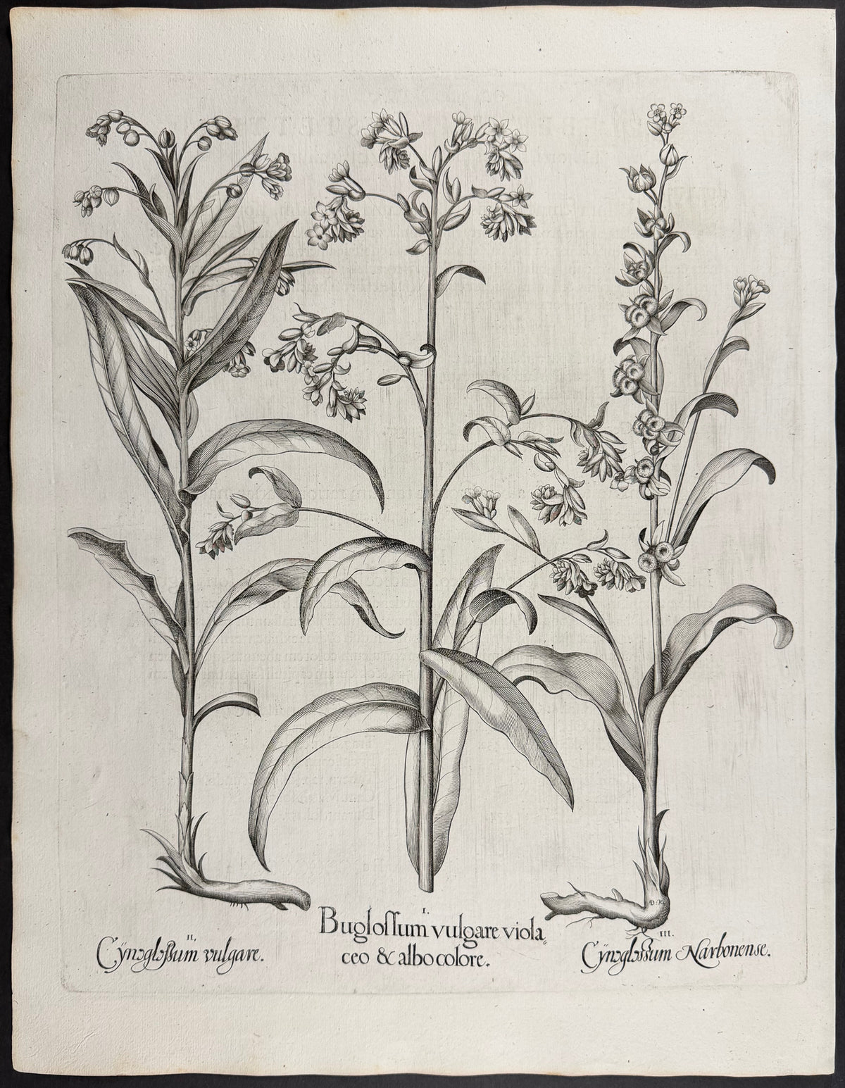 Common Bugloss [Buglossum vulgare]; Common Hound's-tongue [Cynoglossum vulgare]; Narbonne Hound's-tongue [Cynoglossum Narbonense]