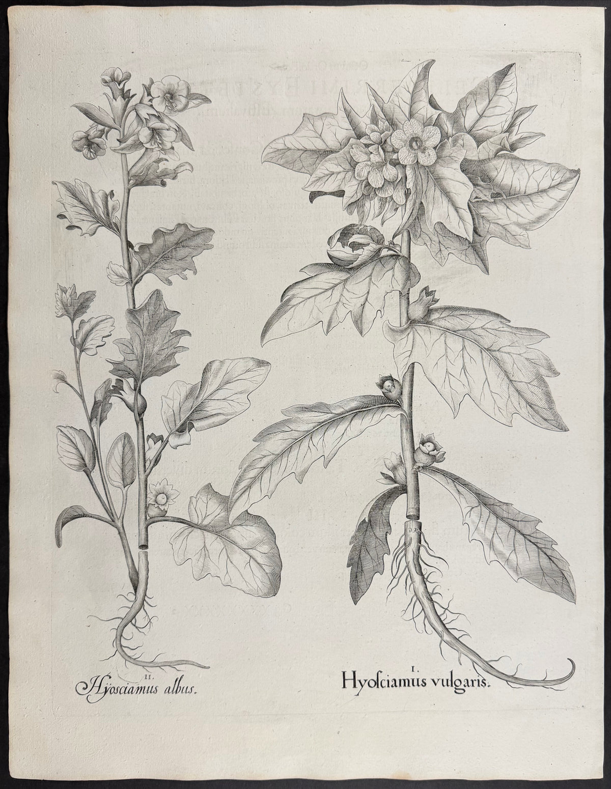 Common Henbane [Hyosciamus vulgaris]; White Henbane [Hyosciamus albus]