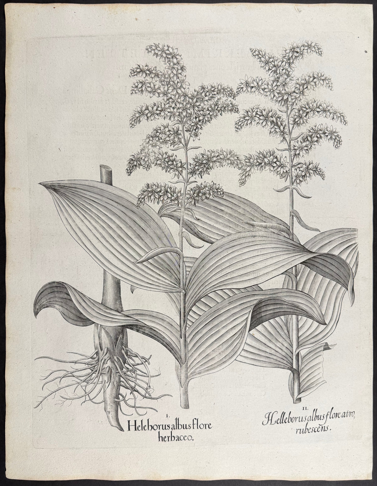 White Hellebore [Heleborus albus]