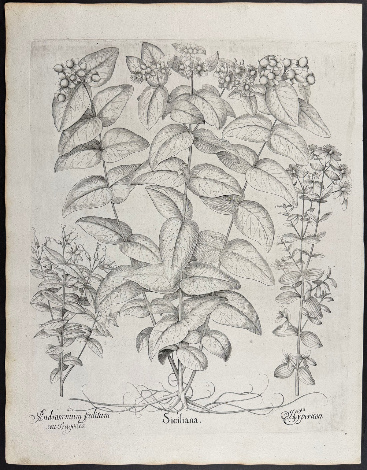St. John's Wort (Sicilian) [Siciliana]; Stinking Tutsan [Androscemum foeditum]; St. John's Wort [Hypericon]