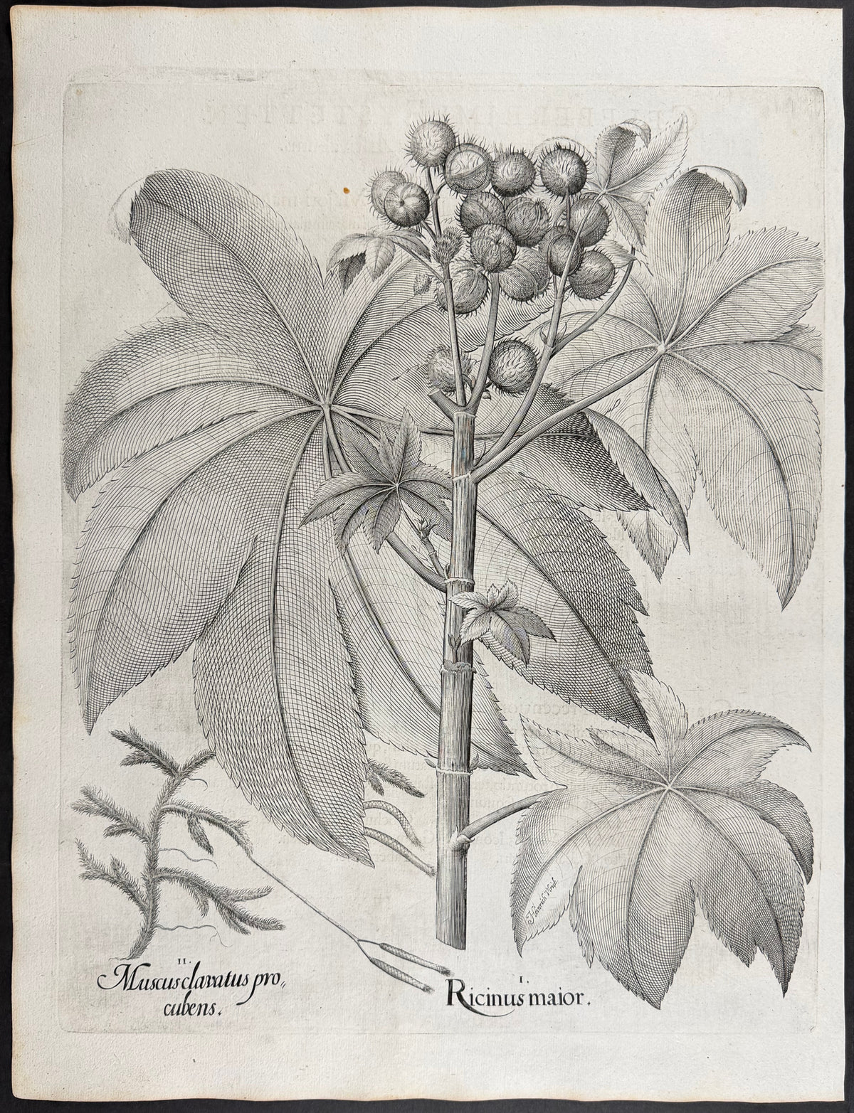 Large Castor Oil Plant [Ricinus maior]; Clubmoss [Muscus clavatus]