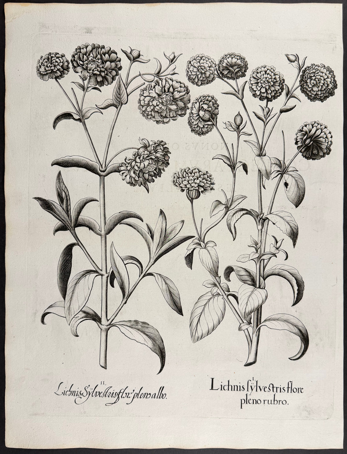 Wild Campion [Lichnis sylvestris]