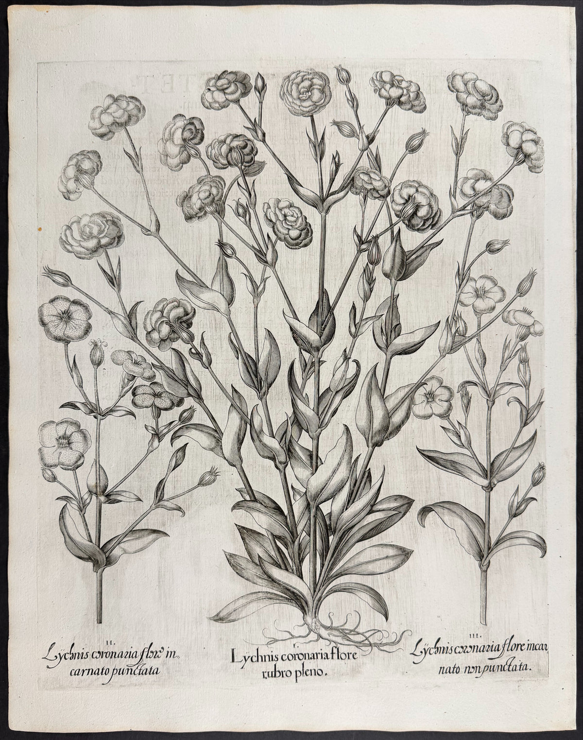 Rose Campion [Lychnis coronaria]
