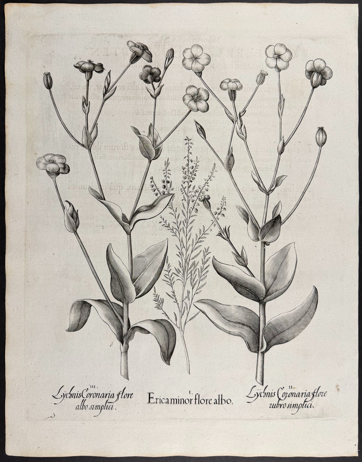 Small Heath [Erica minor]; Rose Campion [Lychnis Coronaria]; Rose Campion [Lychnis Coronaria]
