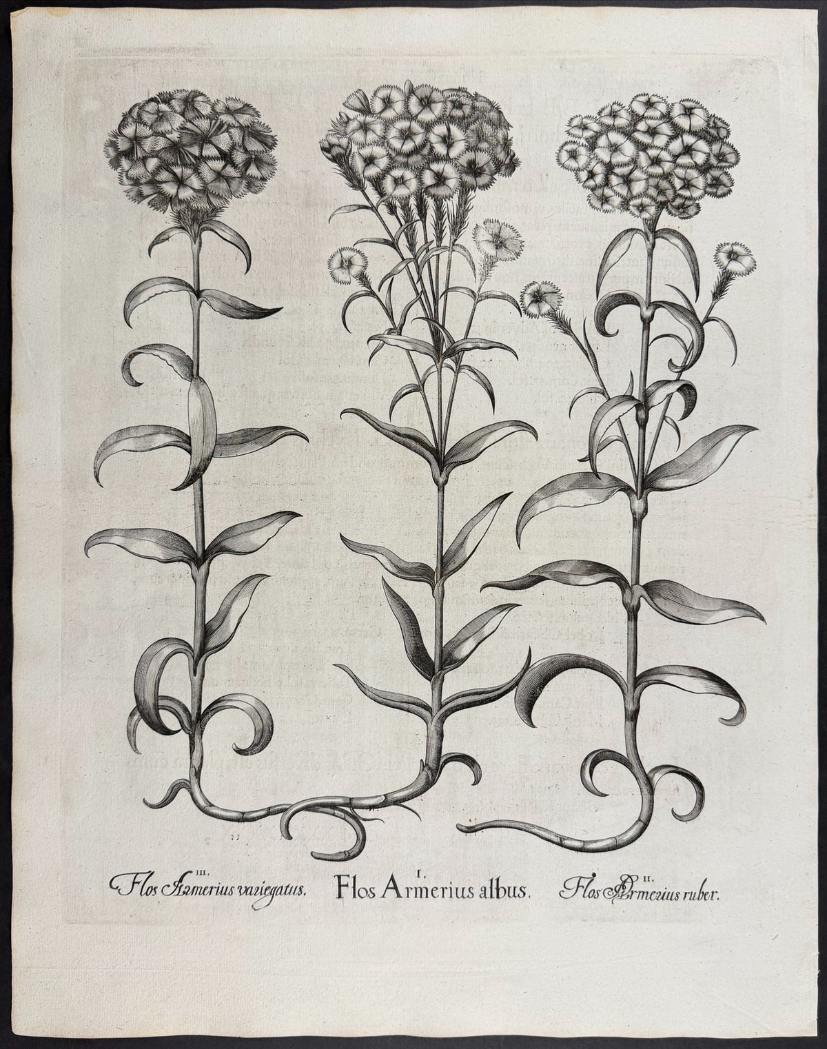 Sweet William [Flos Armerius]