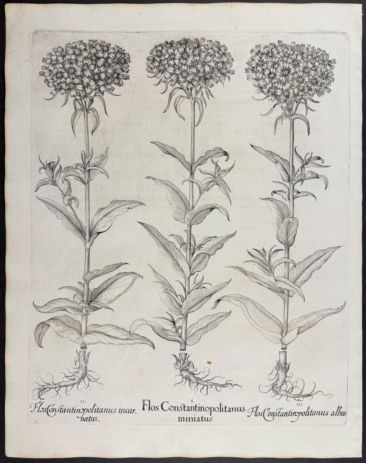 Maltese Cross [Flos Constantinopolitanus]